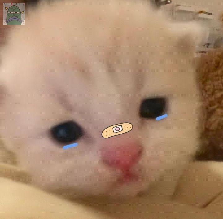 Tanyarlfes tweet media