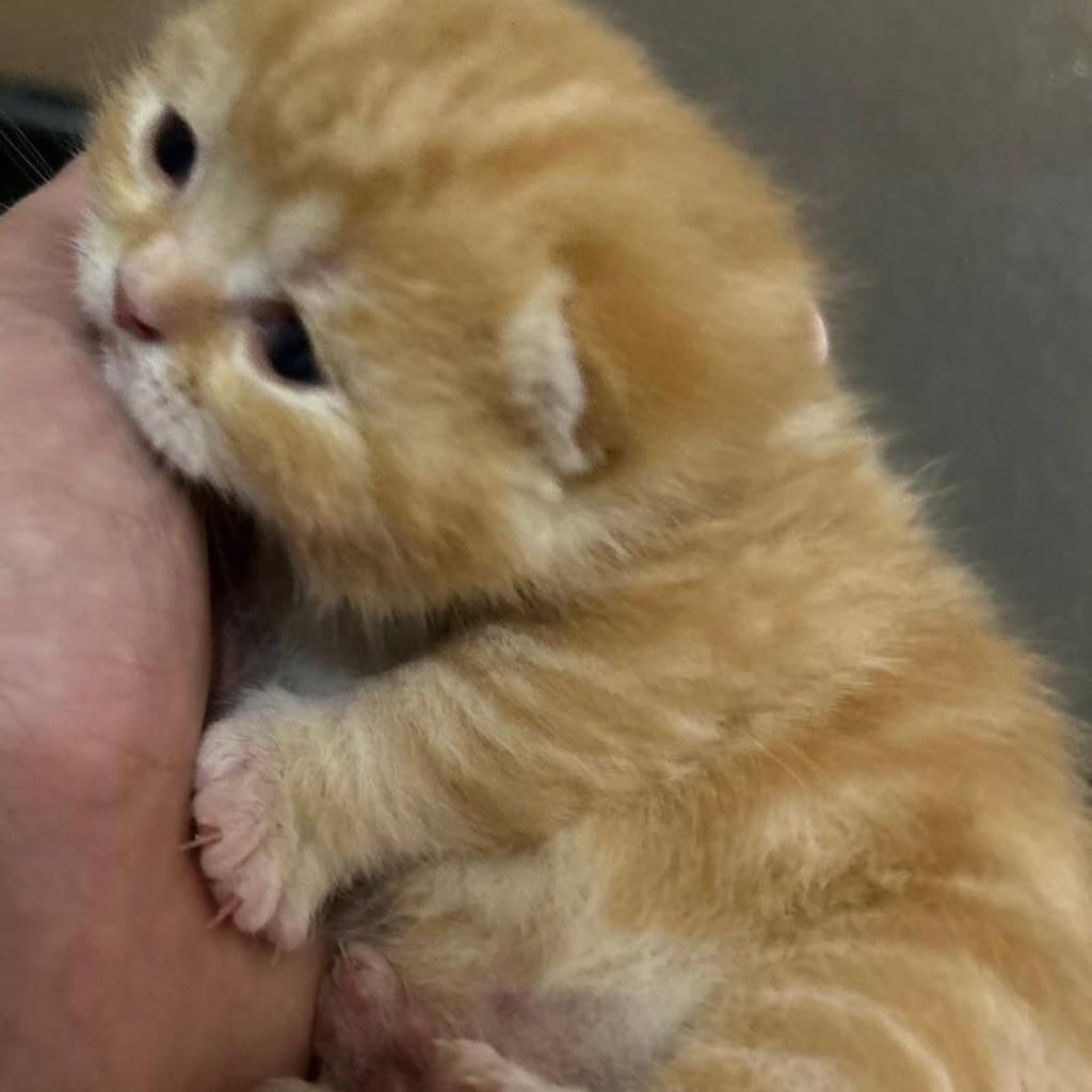 cats 🐈 tweet media