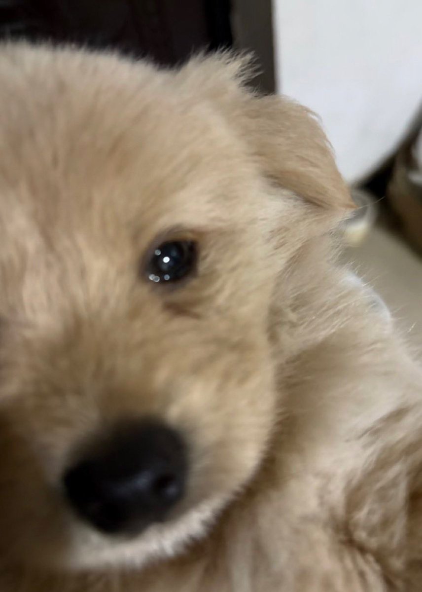 puppies tweet media