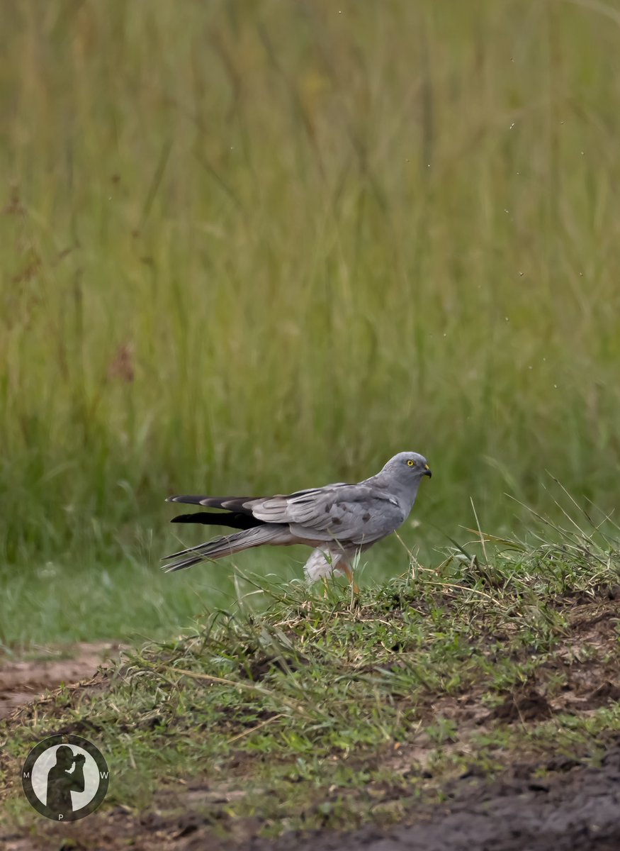 Birdwatching with Marto Wanjohi tweet media