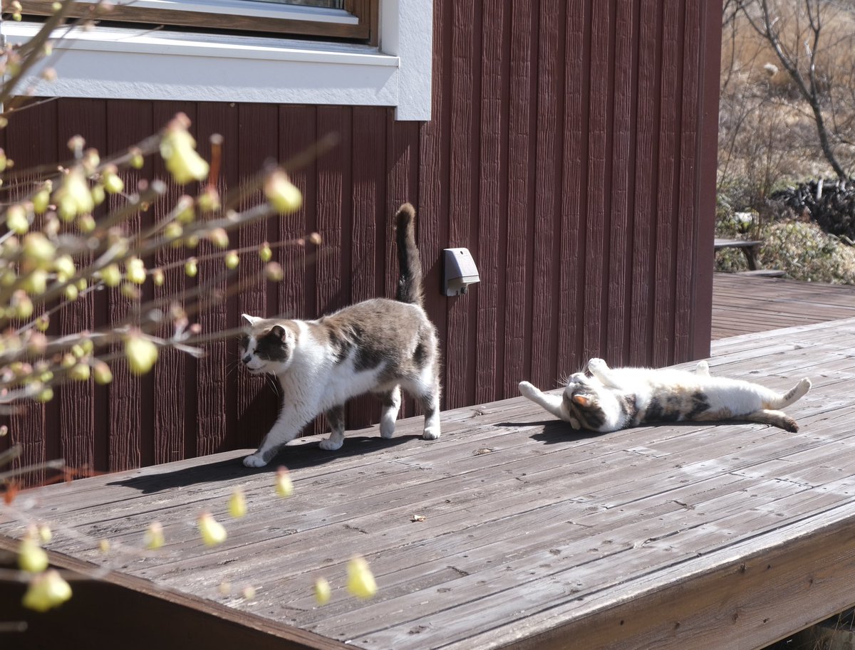 徳井いつこ tweet media