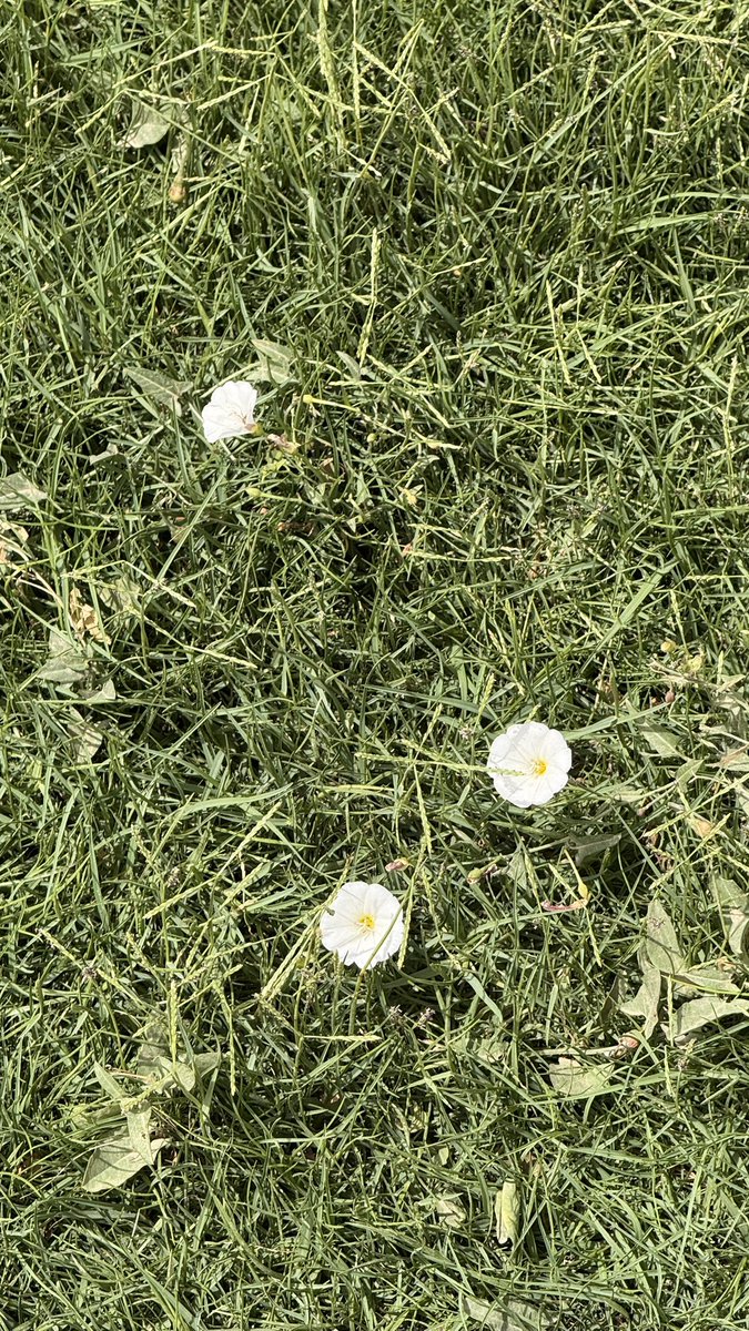 عبدالله tweet media