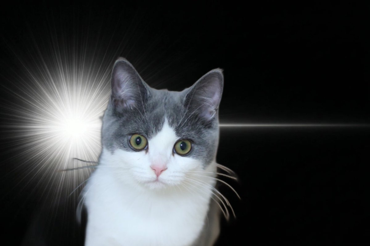 マンチカンのゆーが🐈‍⬛おる🐈 tweet media