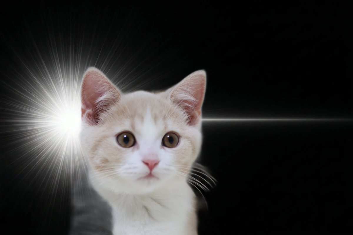 マンチカンのゆーが🐈‍⬛おる🐈 tweet media