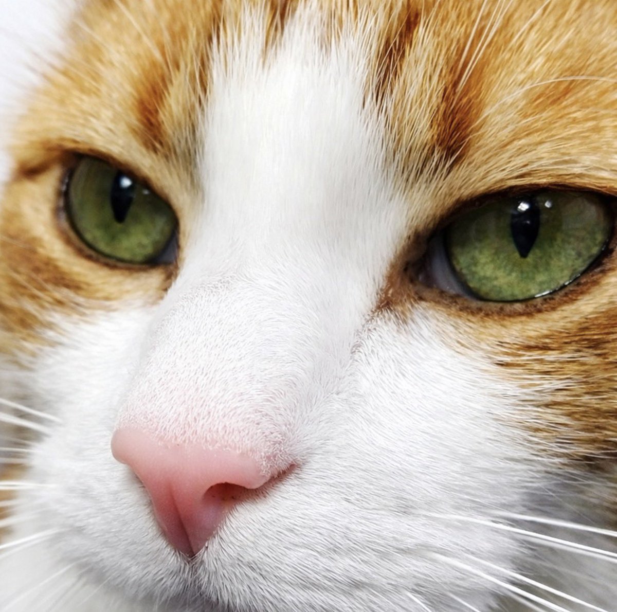 George The Stourbridge Junction Station Cat tweet media