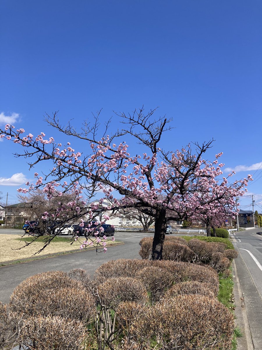 kita_com's tweet photo. 今日の北コン桜&amp;入学式

#北上コンピュータアカデミー　#北コン　#北上市　#岩手県　#職業訓練施設 https://t.co/Im2SCqQfRW