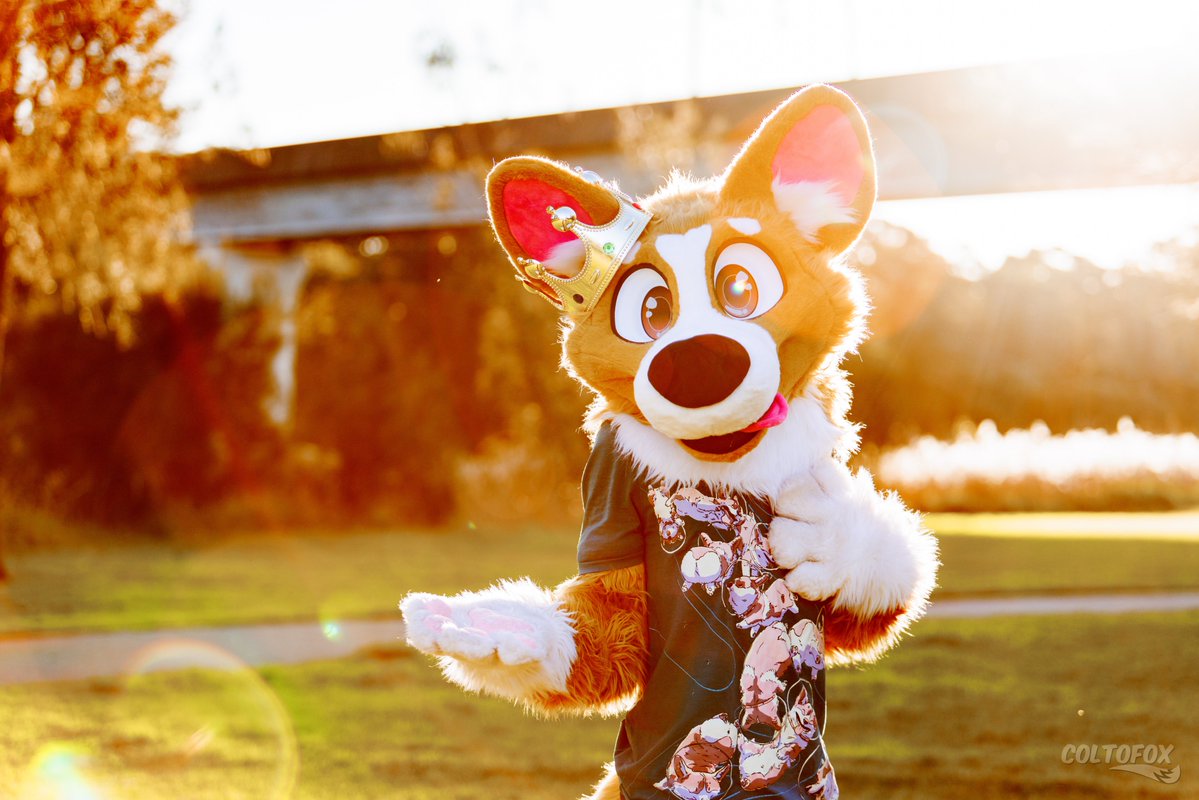 Colto Fox tweet media