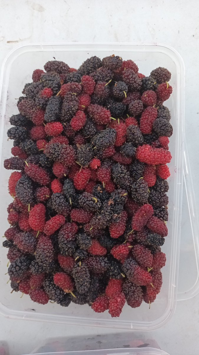 خالد سالم الهنائي tweet media