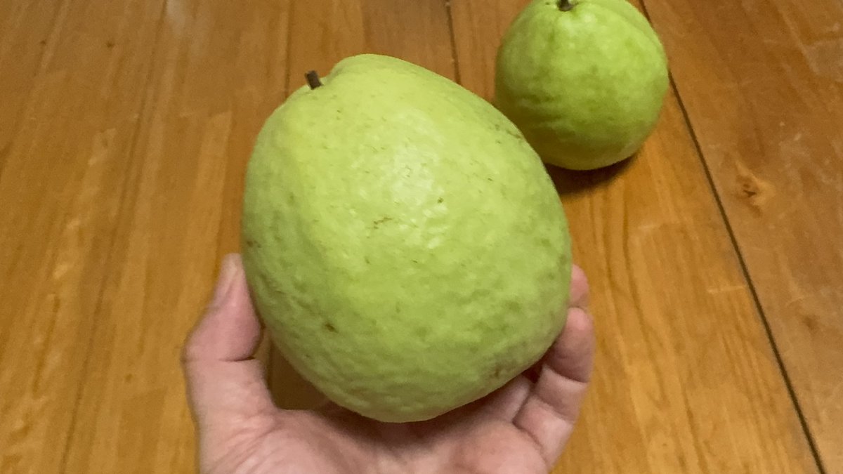 茸本 朗(たけもとあきら)　「野食ハンター茸本朗ch」公開中!! tweet media