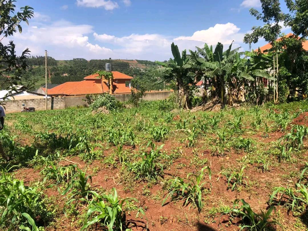 noveraug's tweet photo. Bank sale!!! Money urgently needed!!!
A plot for sale in kitende Kagga - entebbe road!!!
* 19 decimals ( 85*100ft) in a well developed neighbourhood and with a private milo land,  
Price is ugx..43m last ( reduced from 65m) 0200903941 https://t.co/aIGKFPdqtI