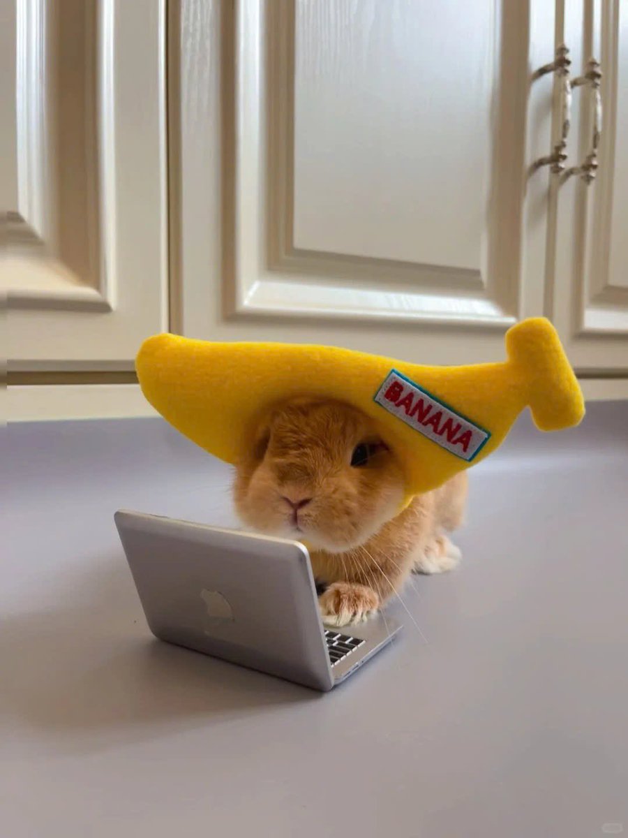 Why you should have a rabbit tweet media