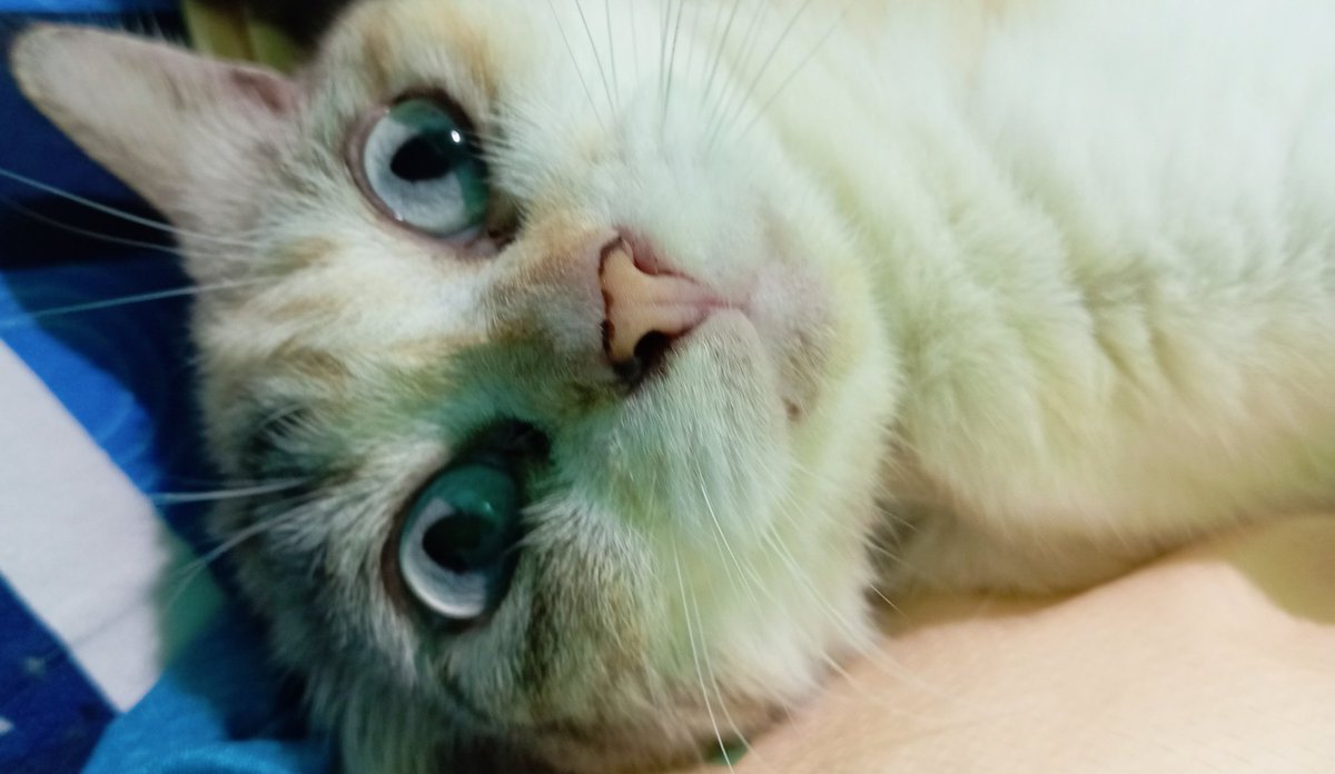 Futsuri🌼🎀 tweet media