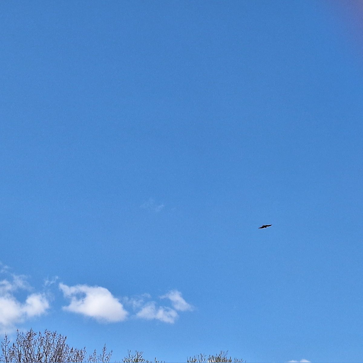 胡蝶花 碧音🦋💙 @よく寝る子 tweet media