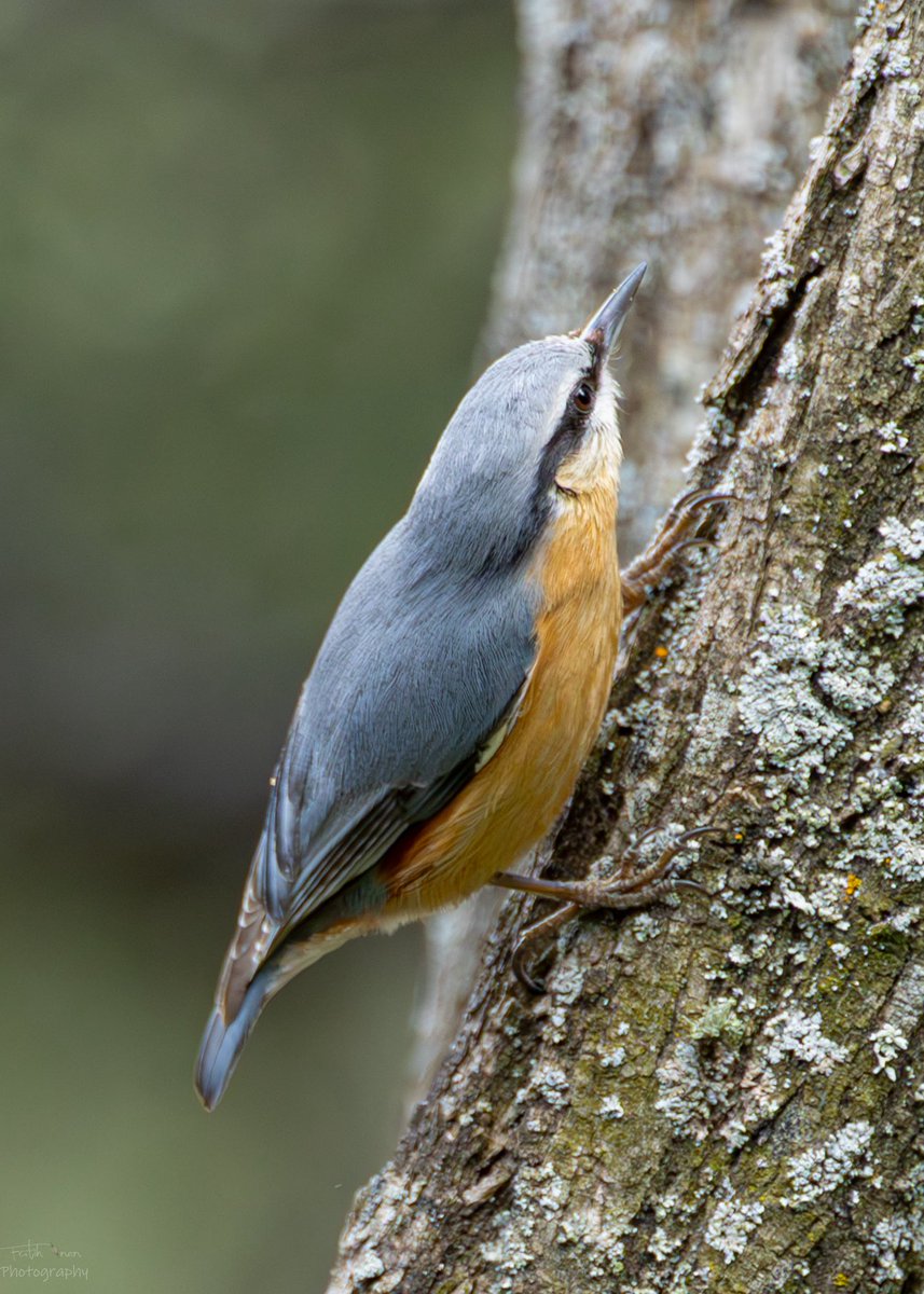 Fatih Önen 🇹🇷 tweet media