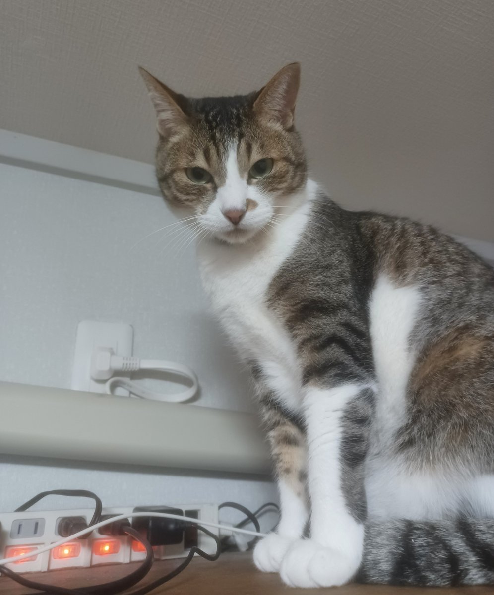 🐈️保護猫バロン😸⚜️🎩by🧔 tweet media