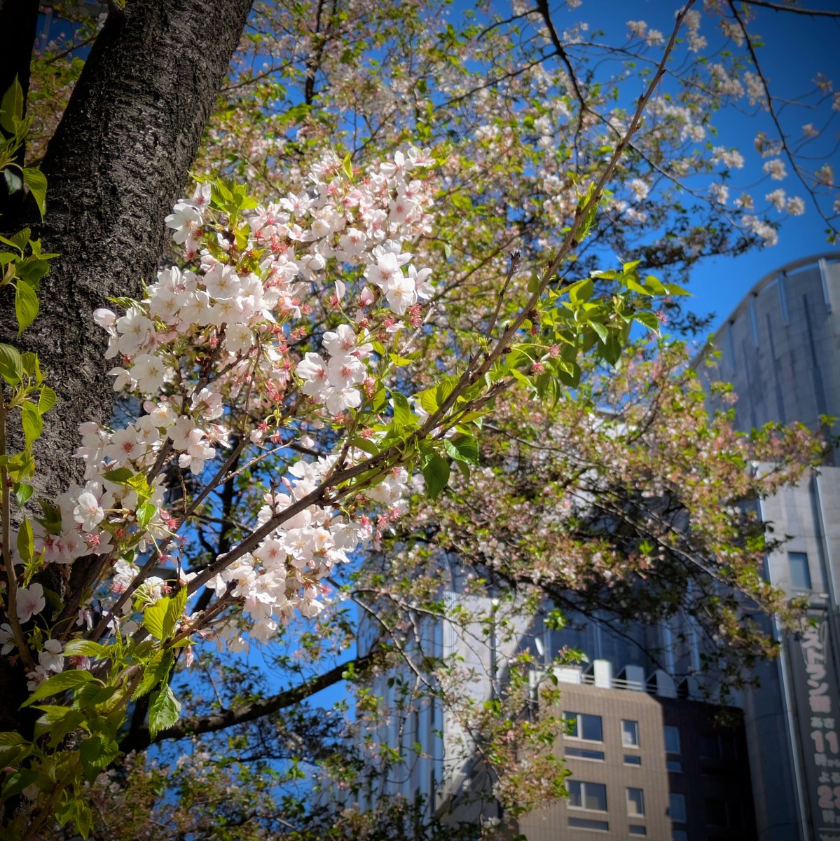 rhythmsift tweet media