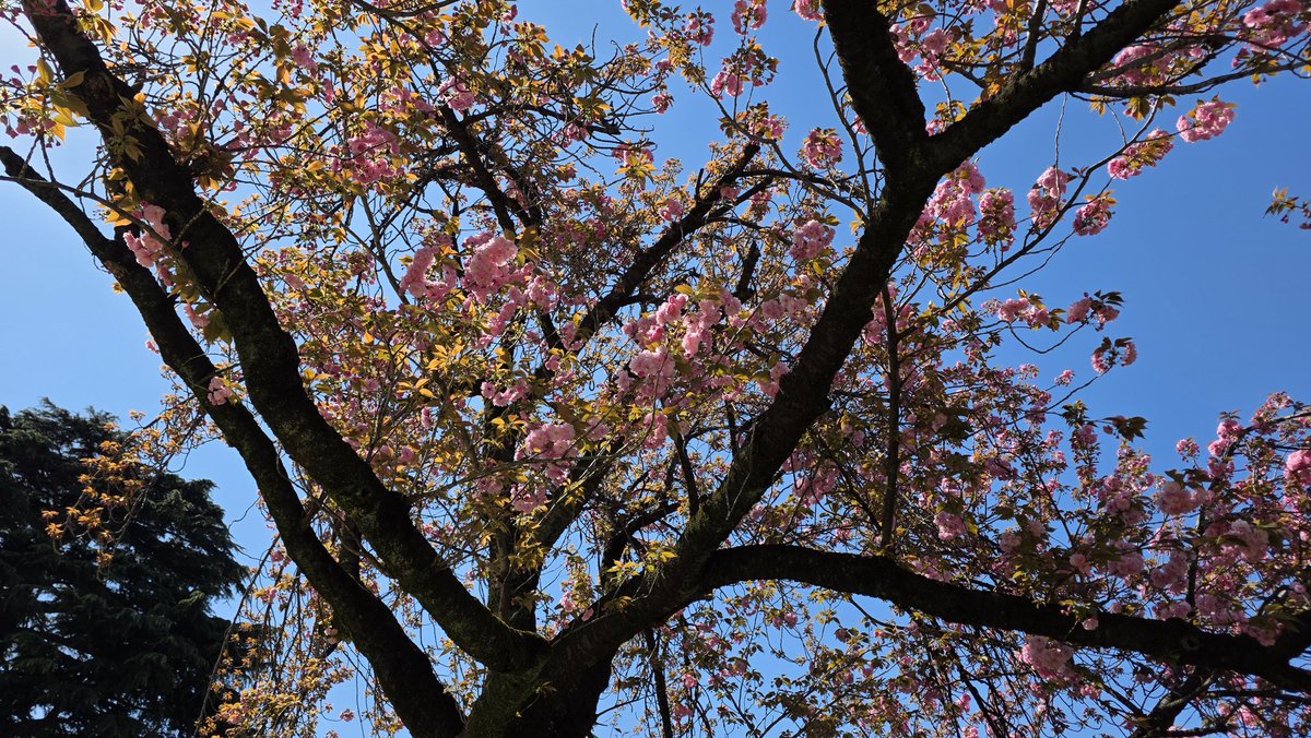 Pues al final voy a poder disfrutar antes, este año, de un hanami que de una calçotada. Manda narices...