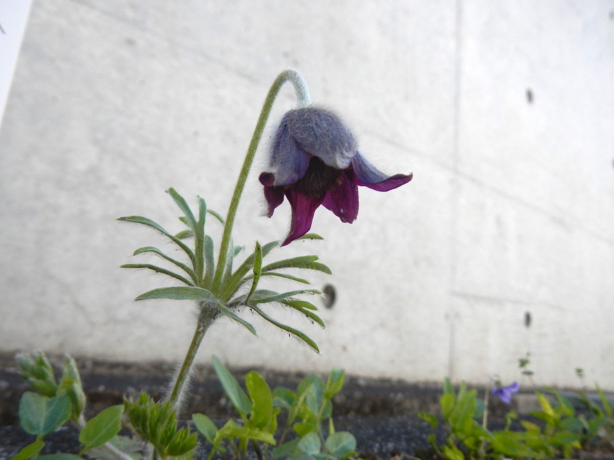 群馬県立ぐんま昆虫の森 tweet media