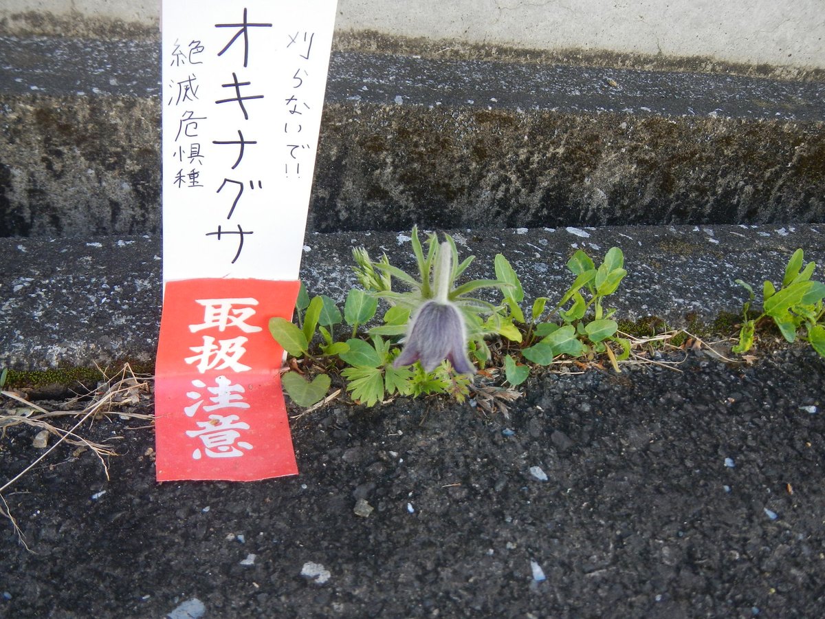 群馬県立ぐんま昆虫の森 tweet media