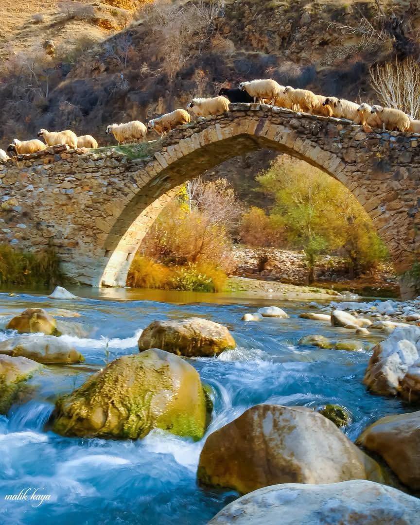 Şefik AYGÖL tweet media