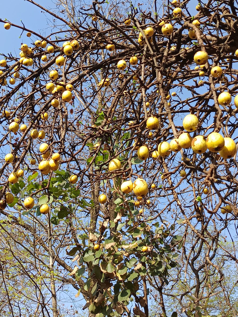 niileshraichura's tweet image. Wood Apple 🌿🌳🌿 

#Trees #Nature #Treetime
#Treepeople #Treeclub #Treelove