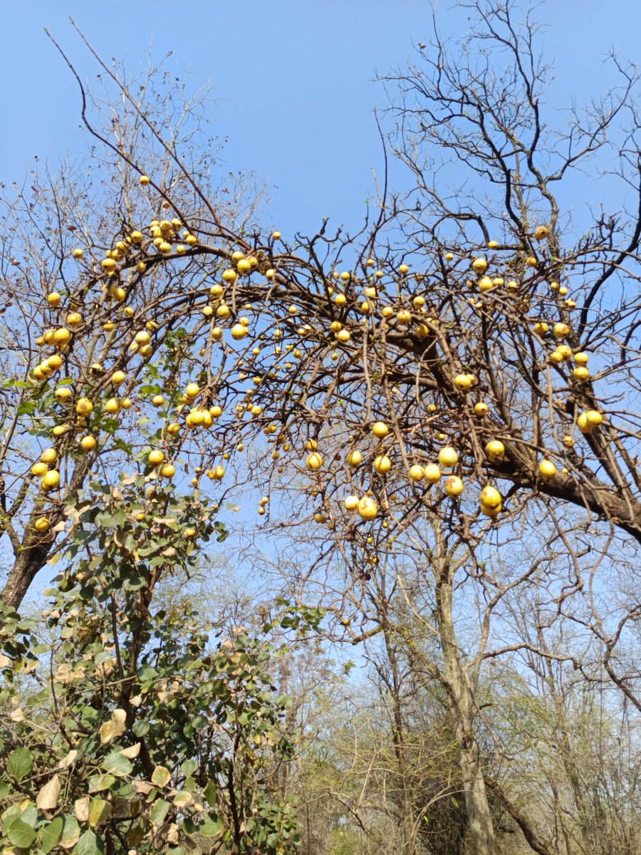 niileshraichura's tweet image. Wood Apple 🌿🌳🌿 

#Trees #Nature #Treetime
#Treepeople #Treeclub #Treelove