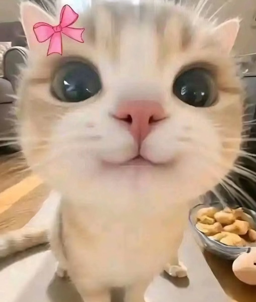alexaesia's tweet photo. I will marry this cat one day https://t.co/PaHC7SnCju