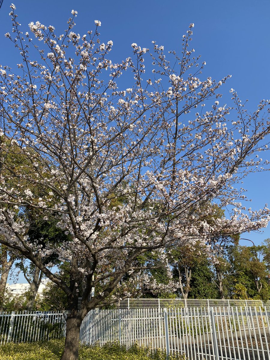 しんりんがく【G-35】九州コミティア tweet media