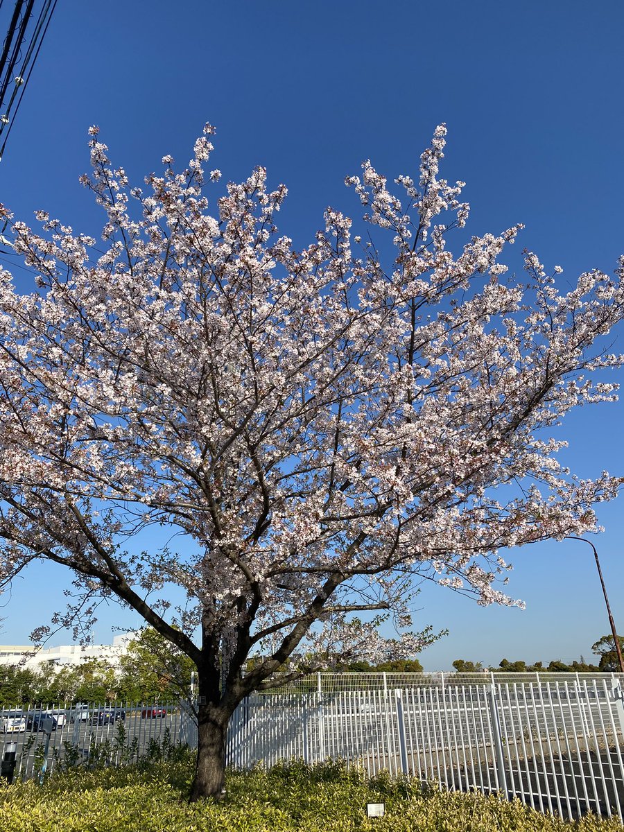 しんりんがく【G-35】九州コミティア tweet media