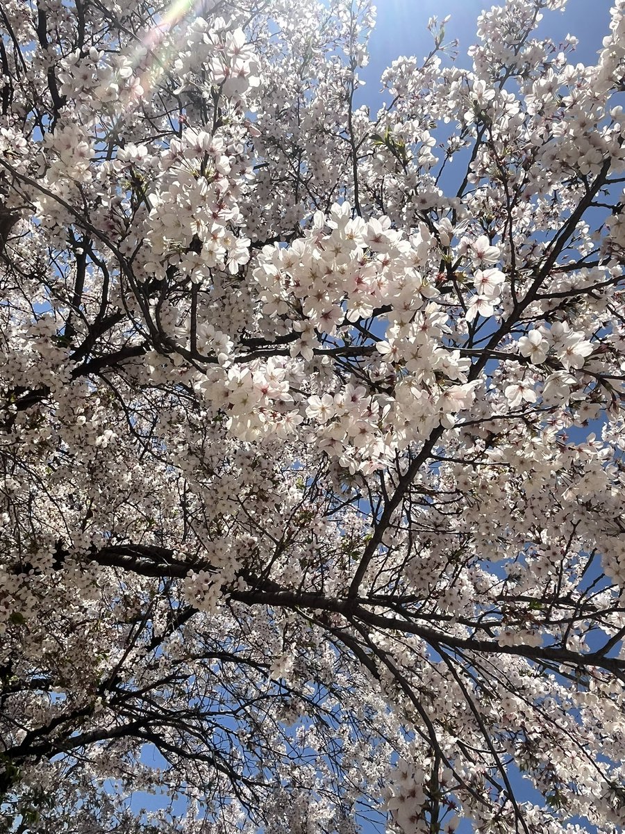 シロクマ。 tweet media