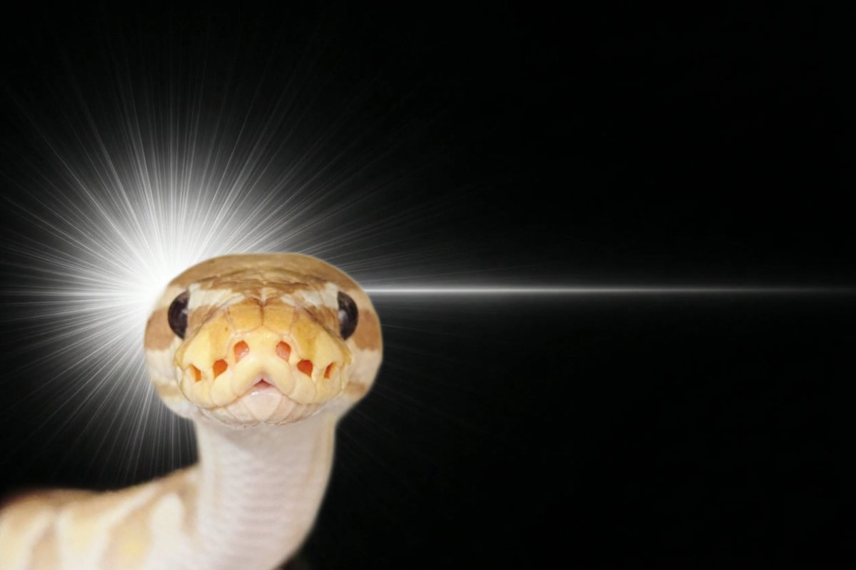 せらえの tweet media