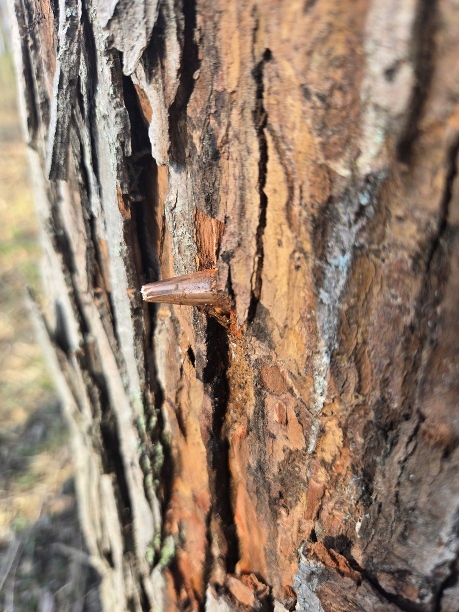 Boss Of Nubs tweet media