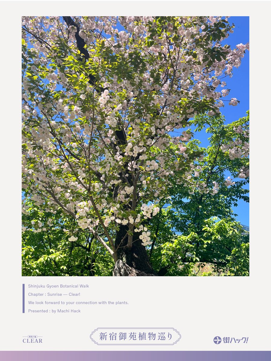 しゅうまいもどき tweet media