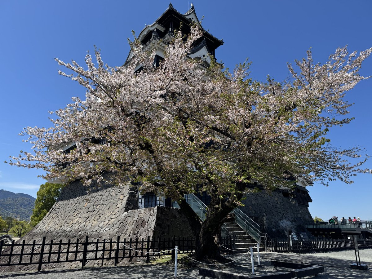 熊本城【公式】 tweet media