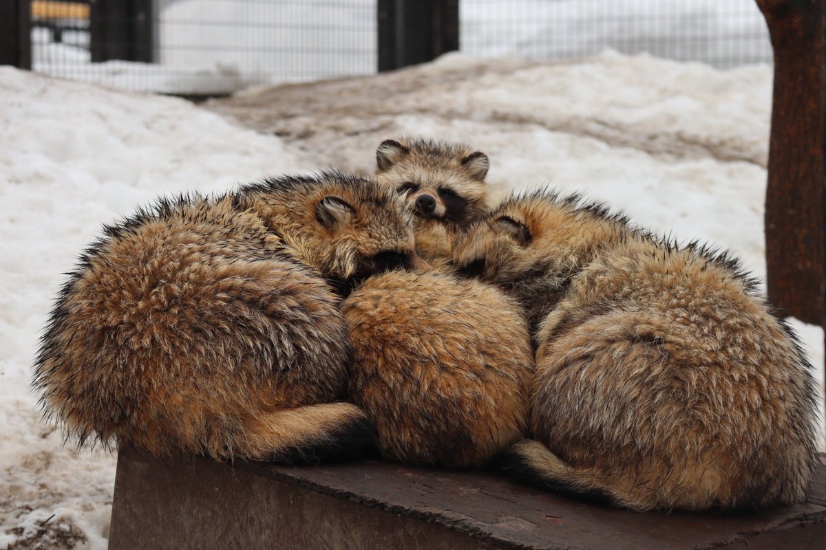 たぬさわ tweet media