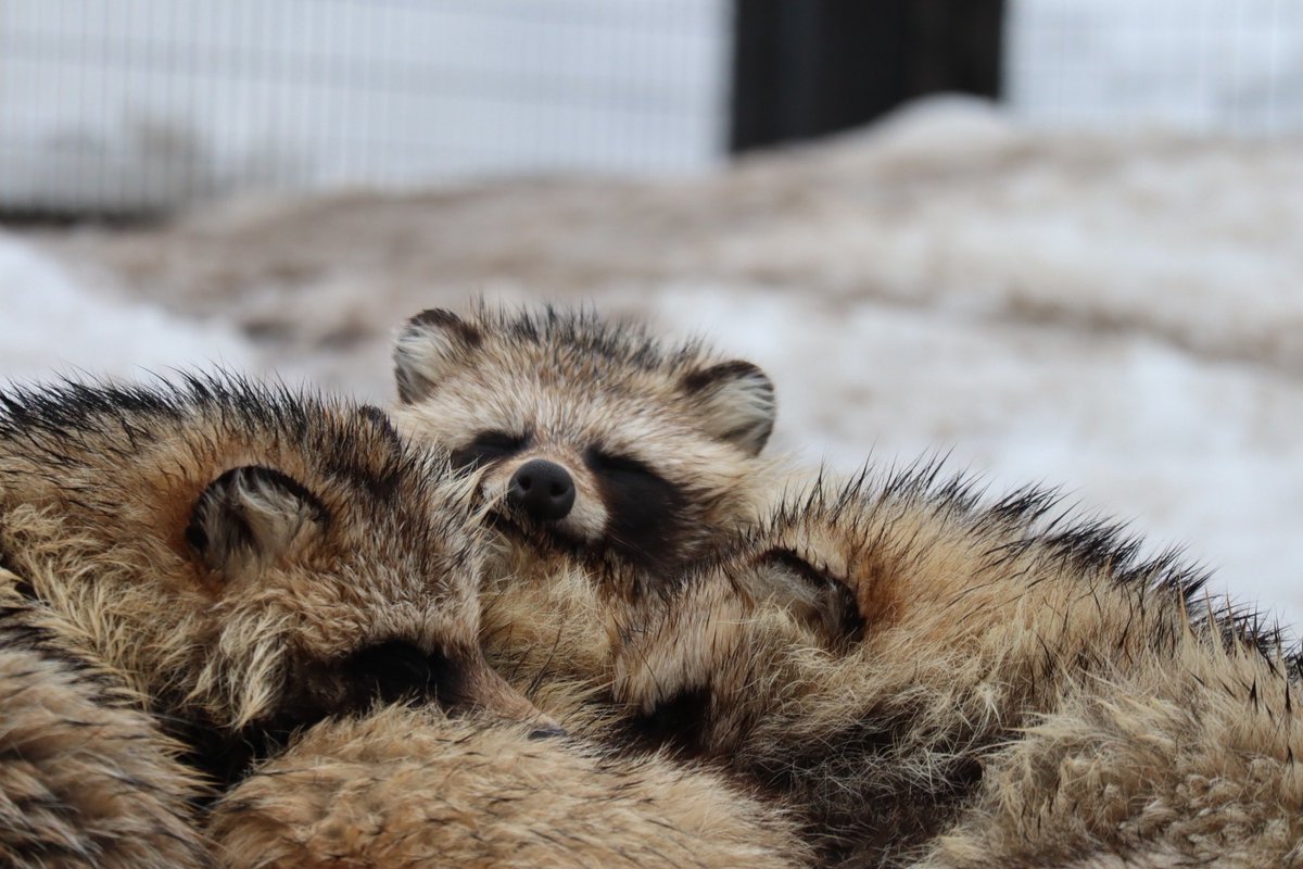 たぬさわ tweet media