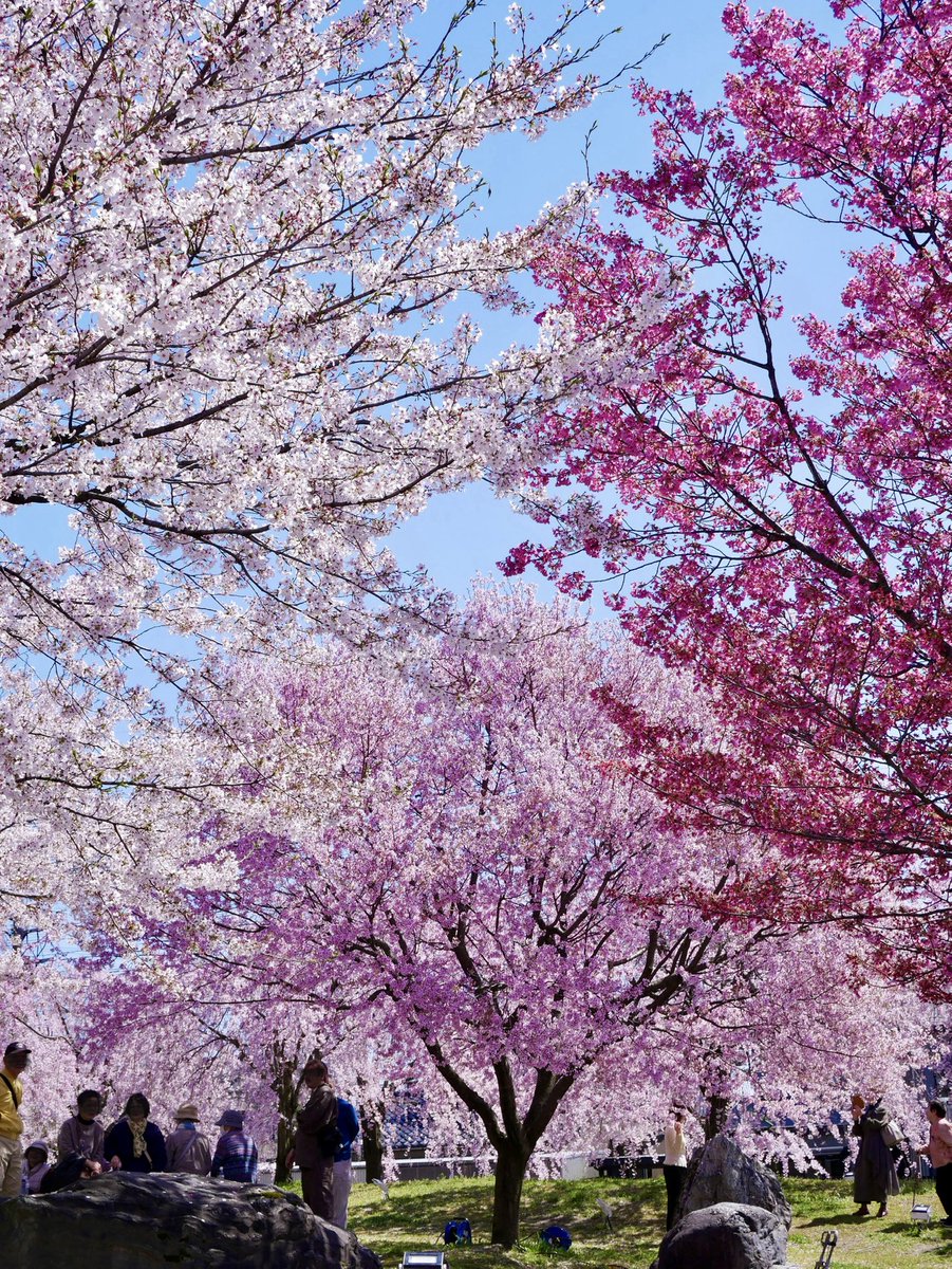 toyama_k_hassin's tweet image. 【桜情報🌸2026】
高岡市吉久　TEKリサイクルセンター　4/8   少し散り始めましたが満開です

なんといっても枝垂れ桜が素晴らしい
桜の三色奏も💕

駐車場もすぐそばを無料開放してくださっています

横の道には万葉線が走ります
ちょうどこの時は桜色の電車が通りました
#高岡市
#TEK
#桜