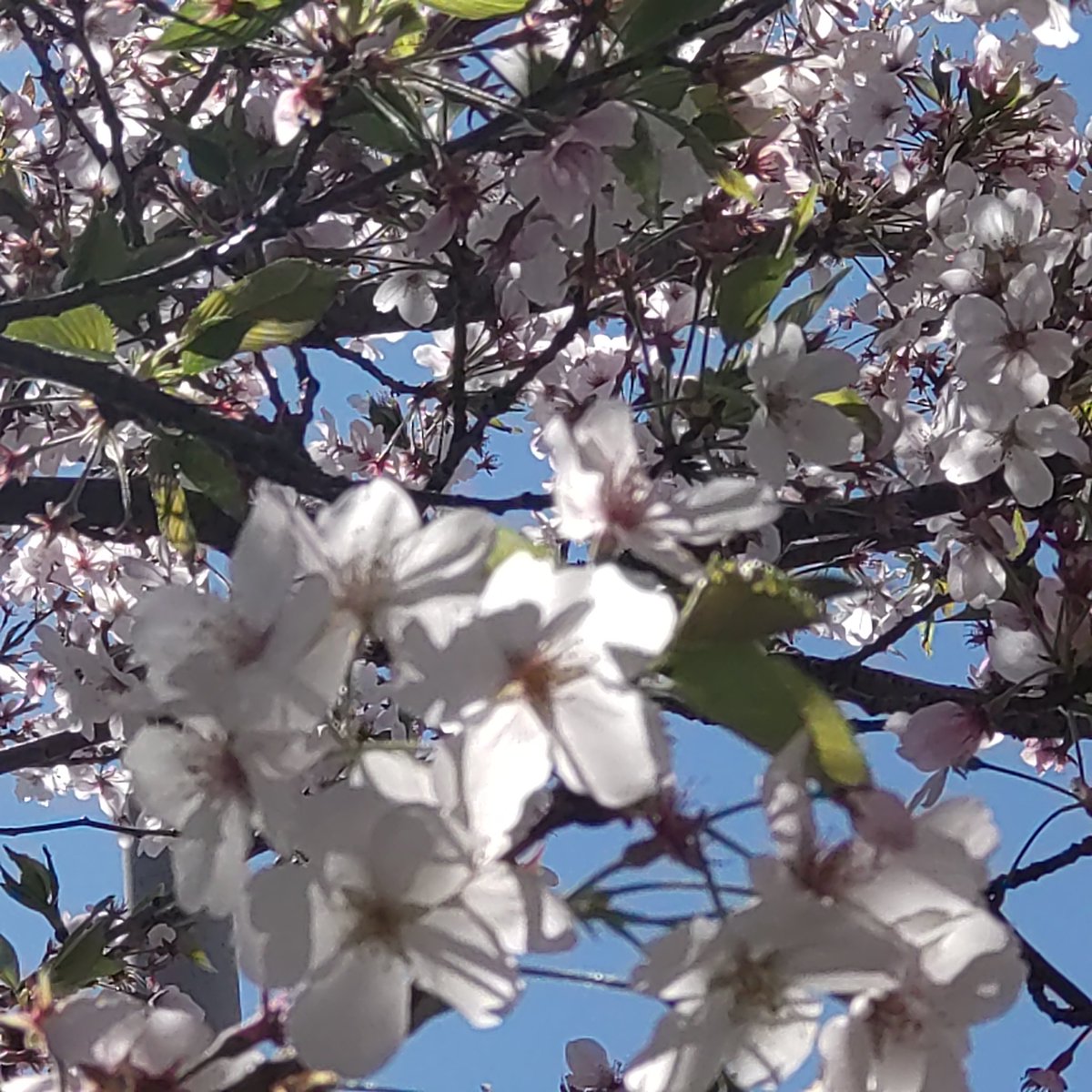 📳*esukemono*📳 tweet media