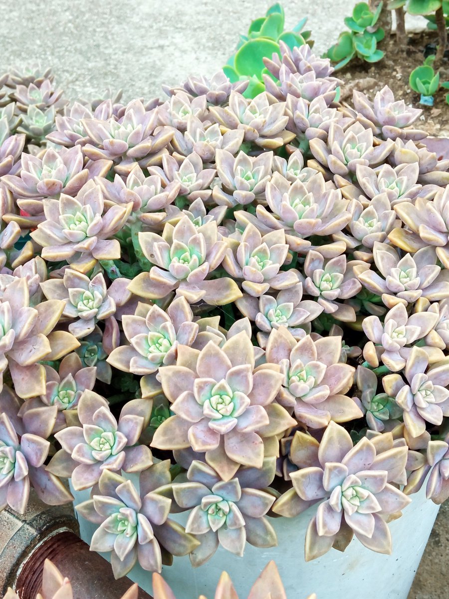 Graham J.Haslam tweet media