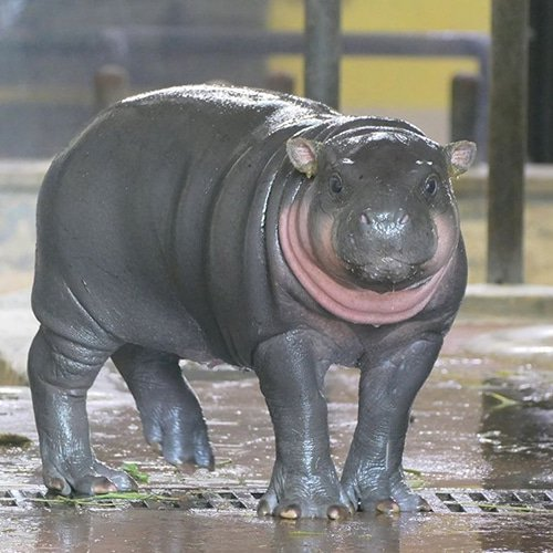 Gas_9521's tweet photo. Meet $IROHA — the adorable baby pygmy hippo stealing hearts at Tokyo’s Ueno Zoo! 🦛✨

Born on Christmas Day 2025, she just won the official public naming vote with the most votes.  

“Iroha” (meaning harmony & beautiful change) perfectly matches her mom’s name “Momiji” (Japanese maple).  

With only 16 pygmy hippos in all of Japan, this cute story has real viral potential — think next Moo Deng vibes.  

No fake lore. Just wholesome cuteness + strong catalyst.  

CA: 9SeCSdbPzz95KomGUGEV9Shn2zGXNmMJhE9J72Hipump  

Early on Solana. Who’s sending $IROHA to the moon? 🚀🦛

DYOR • NFA