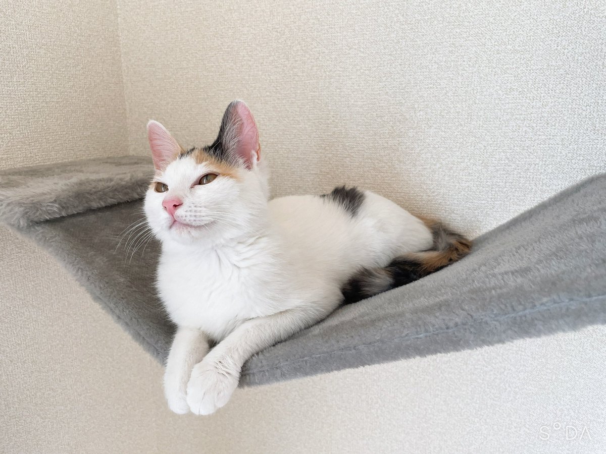 鯖の味噌煮。 tweet media