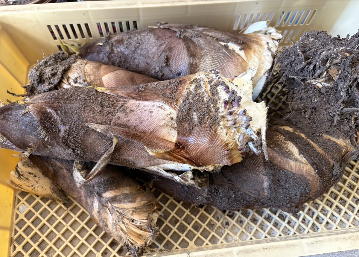 ずっとマリォでいいのに。（夏月マリォ） 🧄🇯🇵🍇🍑🍊🍓季節の食材、雑貨、カフェ tweet media