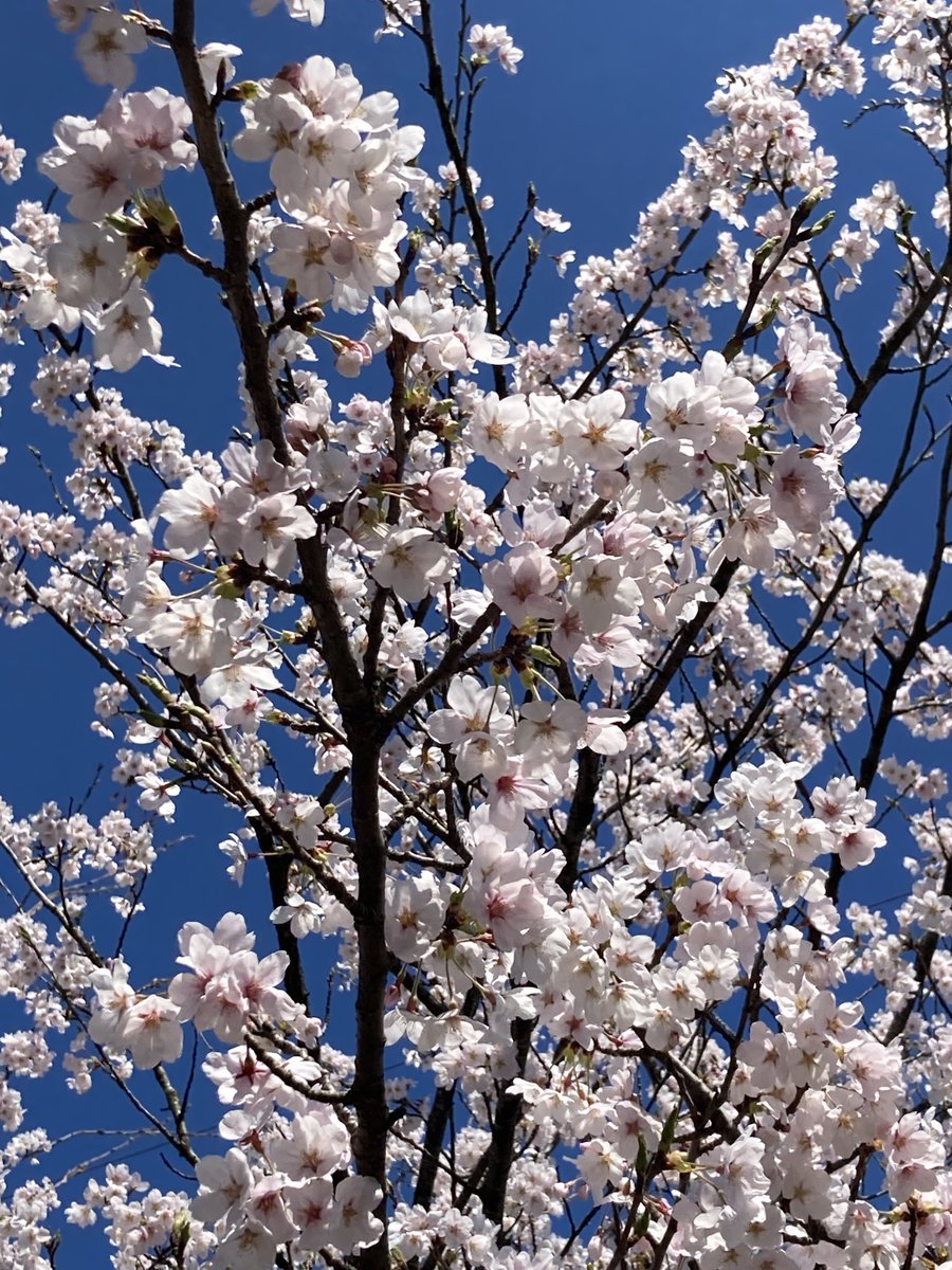 婆ちゃんの誕生日でした🌸
今年も天気に恵まれて一緒にお花見できました
HAPPY🕊🍀