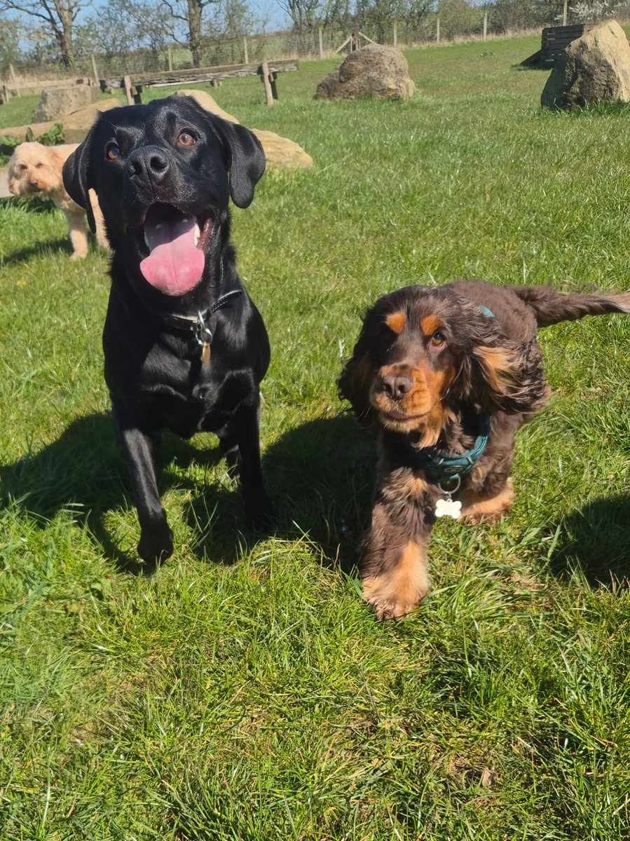 francewitch's tweet image. GOOD MORNING EVERYONE ❤️.. very early today. Another beautiful photo of my fella Arthur and his chums. He goes on secure field walks twice a week, been the making of him. So much confidence 😃.  @@dogcelebration #dogs #dogsoftwitter #blacklab #dogsofX #labrador #walkies
