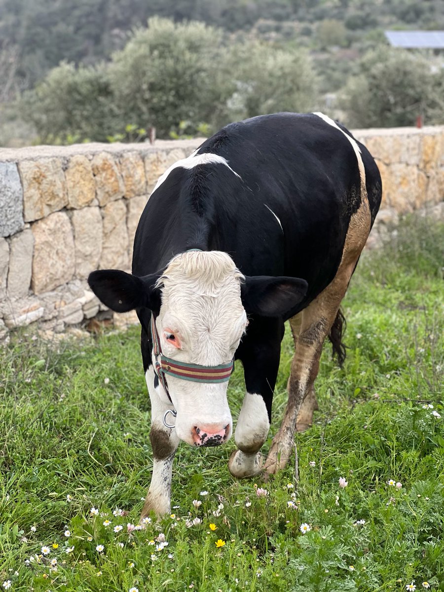 Good morning X-Friends…Happy Wednesday 🌼🍃☕️☀️🐄🖤🤍💛
My photo 📸

#WednesdayMorning 🌼 #CoffeeTime ☕️ #AnimalLovers 💛 #StayPositive 💐 #PeaceAndLove 🕊️