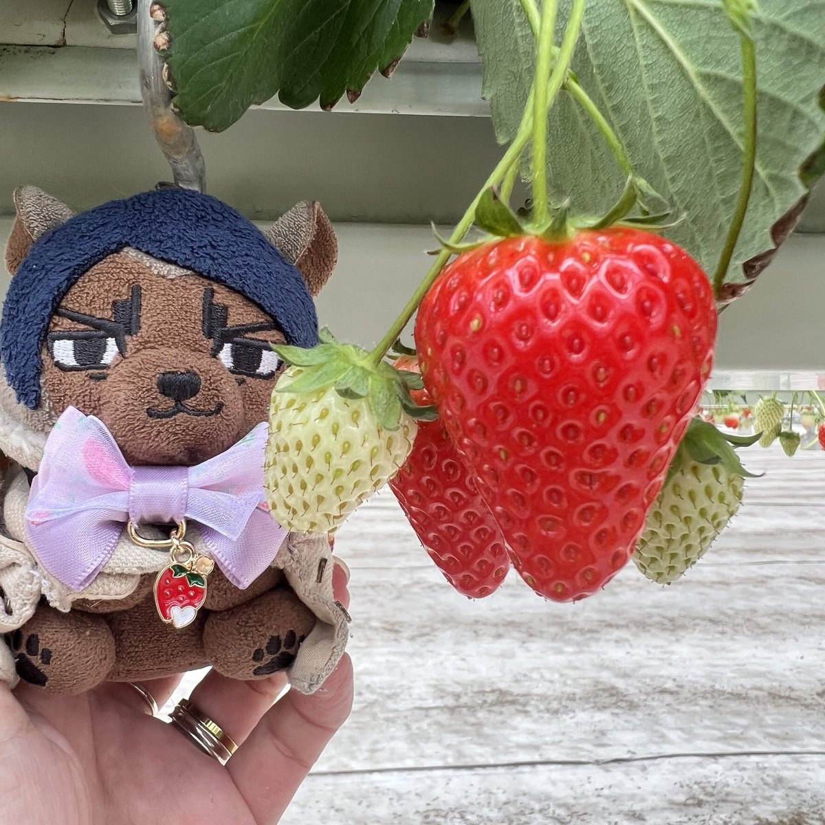 どら🐱( Ꙭ) tweet media