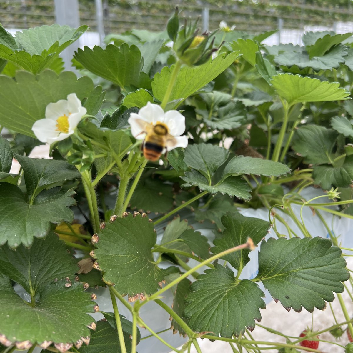 どら🐱( Ꙭ) tweet media