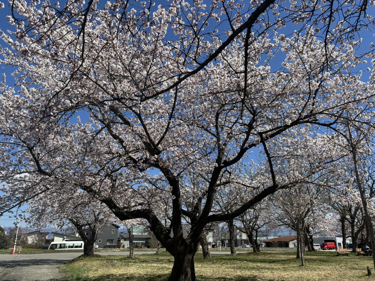 murauchicello's tweet photo. 山形はやはり東京より肌寒かったのですが、東京ではピークを過ぎた桜がこちらでは満開🌸
ホールの周りも立派な桜が何本もあって、楽器を置いてすぐにお花見に☺️
#寒河江　#桜満開  #イマソラ https://t.co/stn4y0CD7H