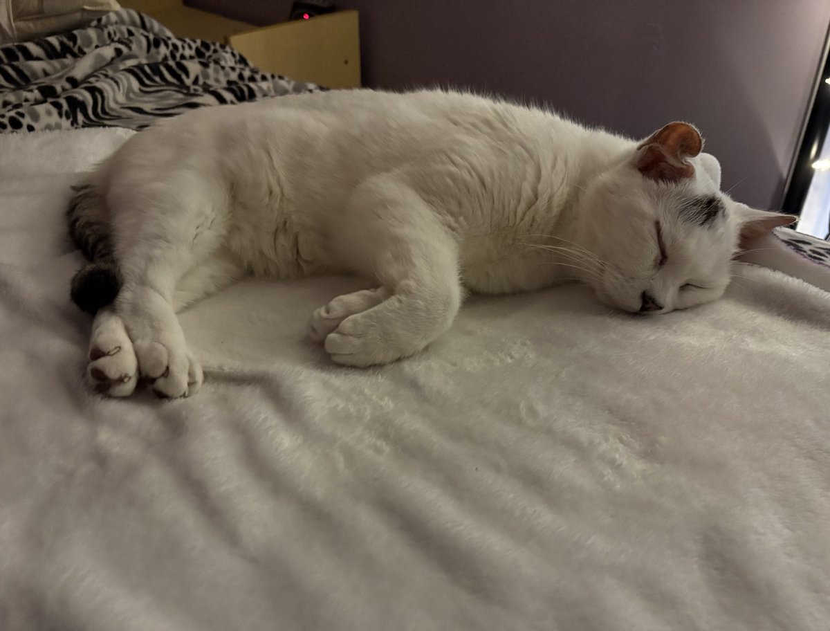 k (top 99% on OF) tweet media