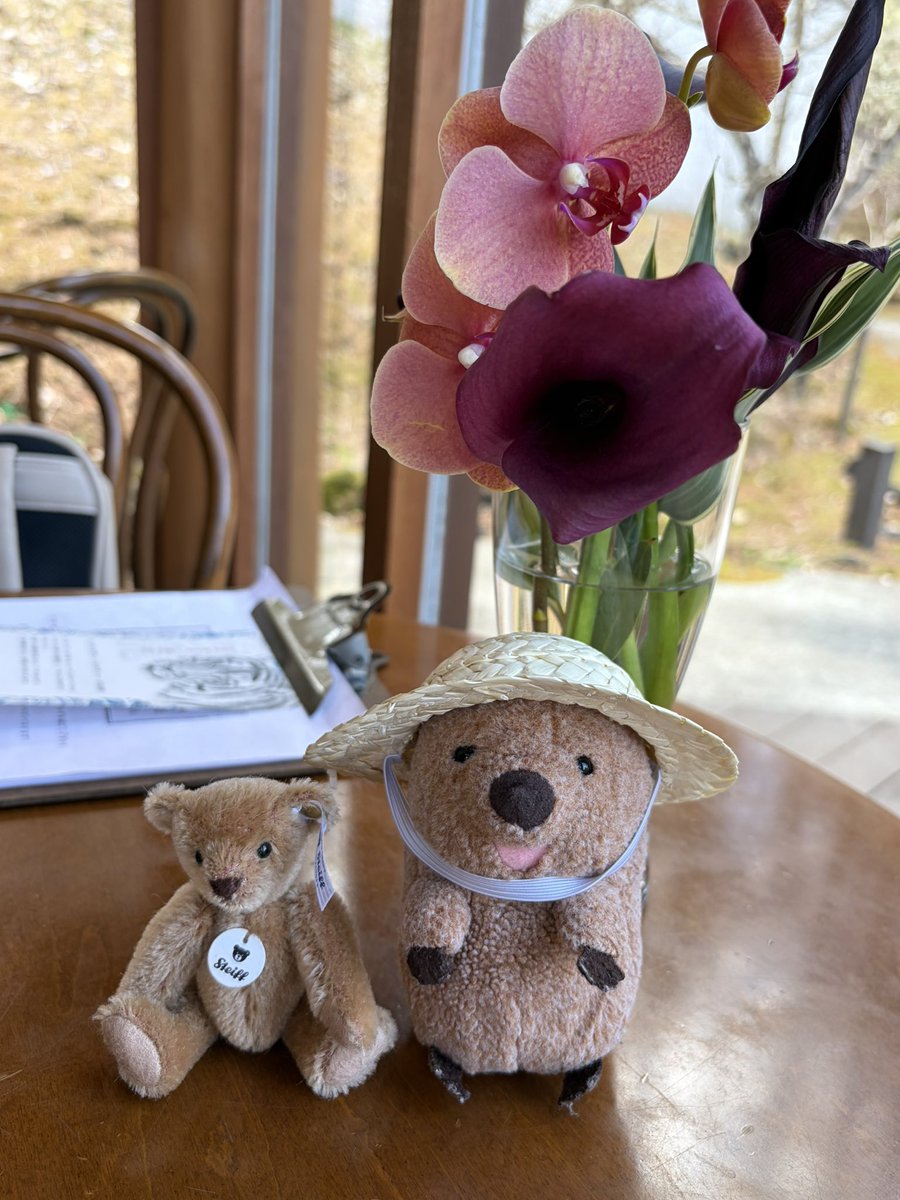 wonchan_donguri's tweet photo. おともだち( ´ᴥ` )🧸♡
@RuheTeahouse 
#ぬい活 
#ぬい撮り https://t.co/uxmKQrIgUX